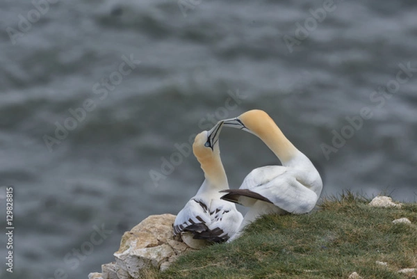 Fototapeta Gannets pairing
