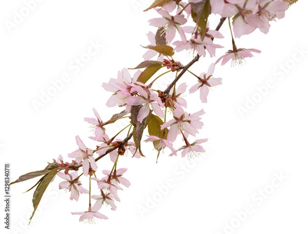 Fototapeta Cherry blossoms on a branch blooming in spring, isolated on a transparent background, png, 