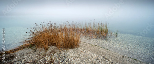 Obraz Reeds and Pebbles by a Foggy Lake in Winter	