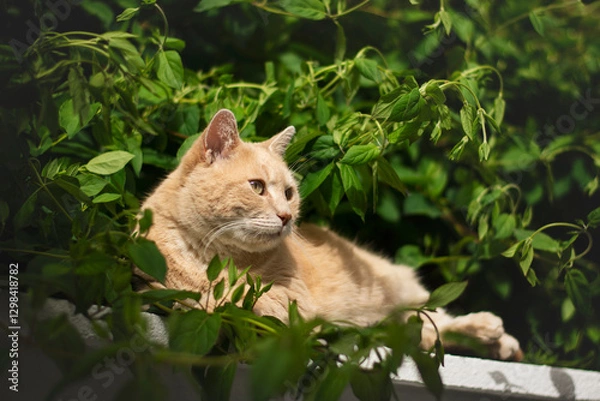 Obraz Cat in the leaves on a garden wall