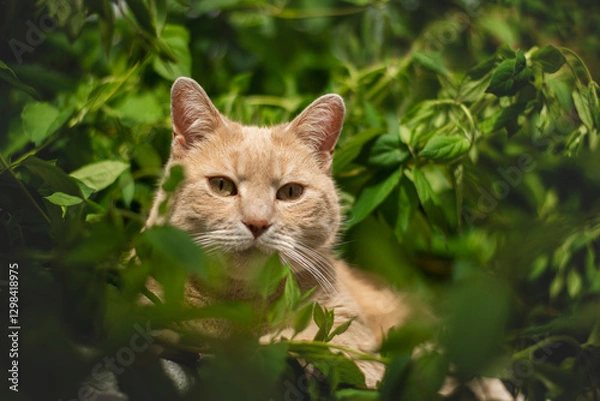 Fototapeta Close up yellow cat looking at the camera through the leaves