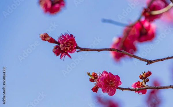 Obraz 運動公園　梅の花-52