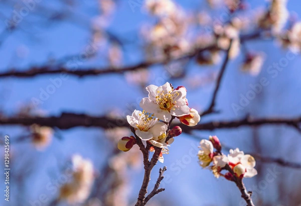 Fototapeta 運動公園　梅の花-84