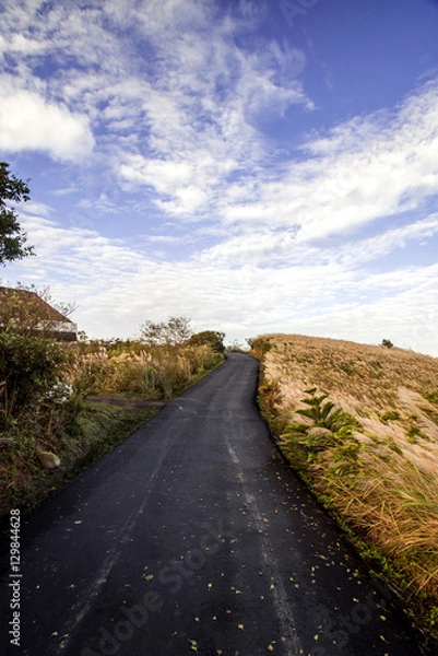 Obraz Miscanthus on side of country road.