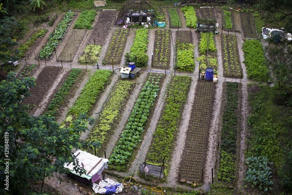 Obraz Vegetable garden top view.