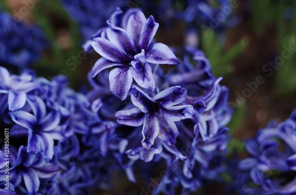 Obraz blue hyacinth flower