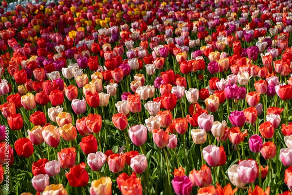 Fototapeta Multiple color tulips background abstract