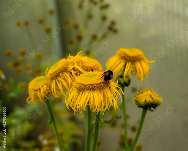Obraz A bumblebee is feeding on the nectar of a sunflower