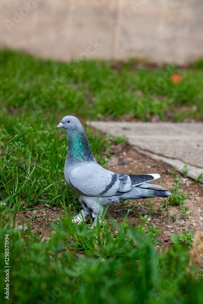 Fototapeta a grey booted tumbler pigeon on a green lawn. displaying its sleek plumage, sharp eyes, and strong posture, with its wings neatly folded and tail feathers slightly fanned out.