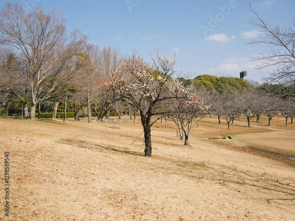 Obraz 早春の公園の風景