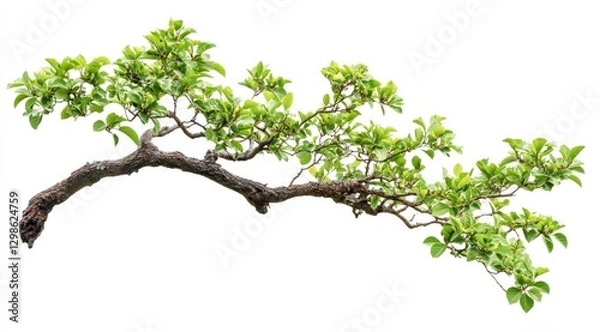 Obraz Beautiful tree branch with green leaves on a white background
