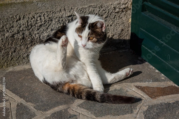 Obraz cat on the street