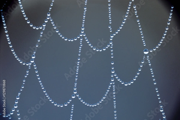 Fototapeta Detail of water drops on spider web