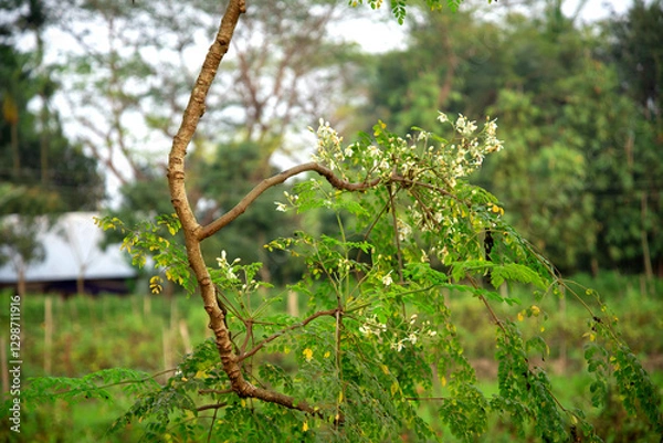 Obraz Healthy green moringa leaf & flower