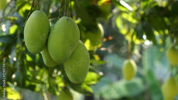 Fototapeta Green mango on the tree
