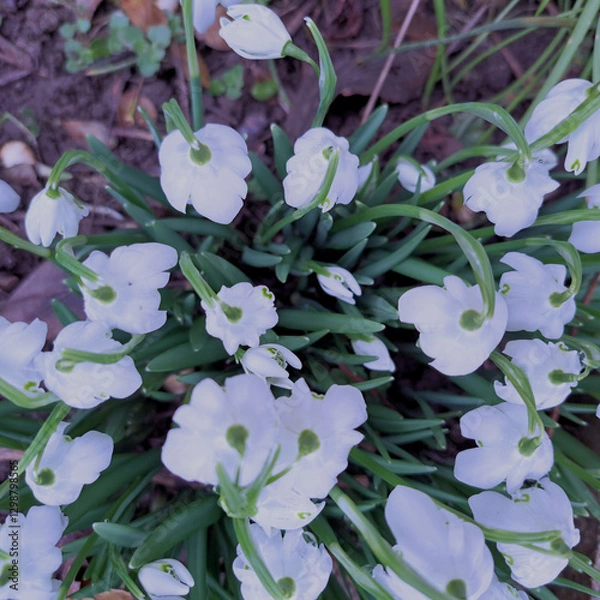 Obraz Spring Knot Flowers