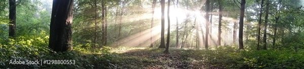 Obraz Wald Panorama