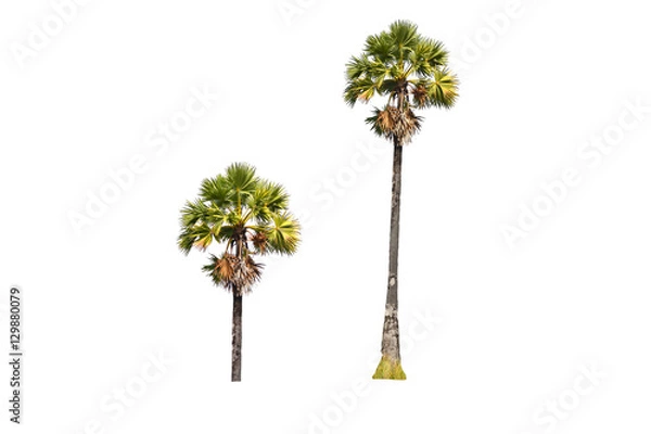 Obraz Palm tree on a white background
