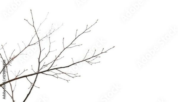 Fototapeta Delicate, bare branches isolated against a pure white backdrop, fall, spring