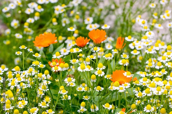 Obraz Chamomiles field
