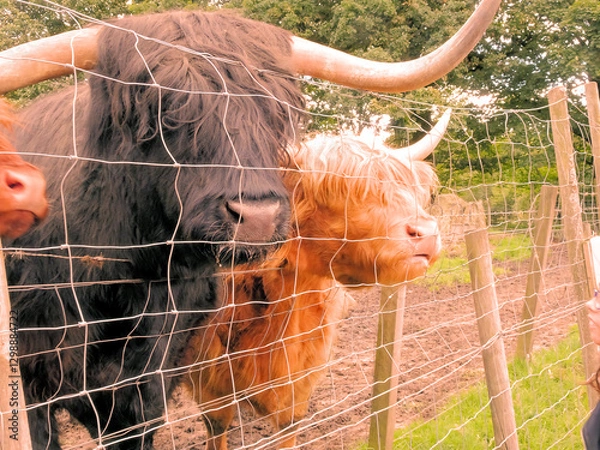 Obraz Meeting Some Buffalos