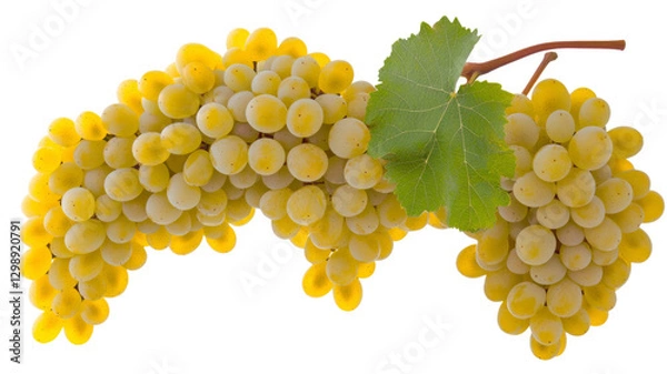 Obraz Bunch of fresh white grapes hanging on the vine with transparent background