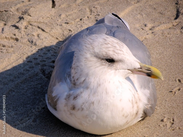 Obraz Seagull Taking a Sand Bath