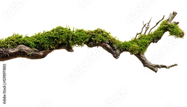 Fototapeta Dry tree branch with moss isolated on white