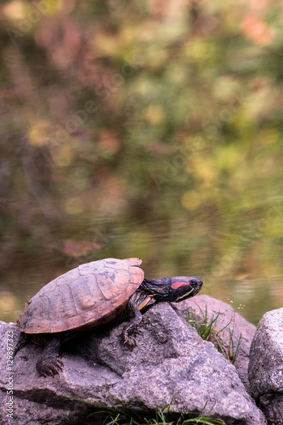Fototapeta Turtle - Pond #3