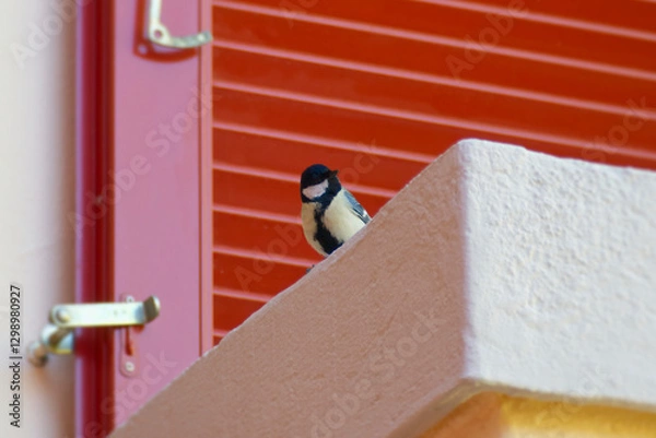 Fototapeta Great tit (Parus major) sitting on a stone railing of a balcony in Zurich, Switzerland