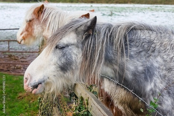 Fototapeta horse with head over a fence in the field