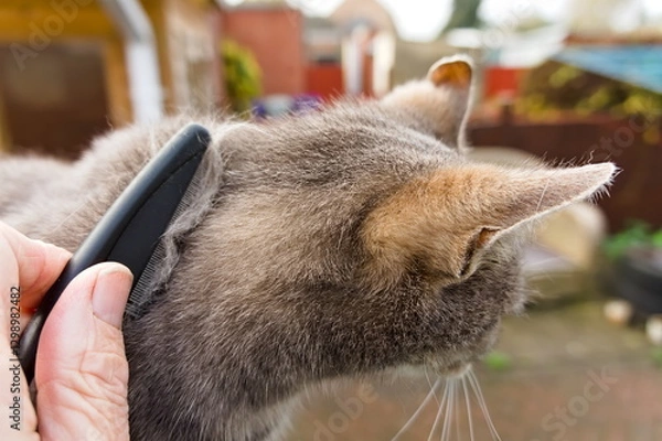 Fototapeta hand combing a cat outside