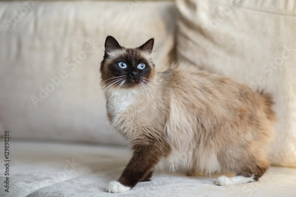 Fototapeta Point Sacred Birman cat 
