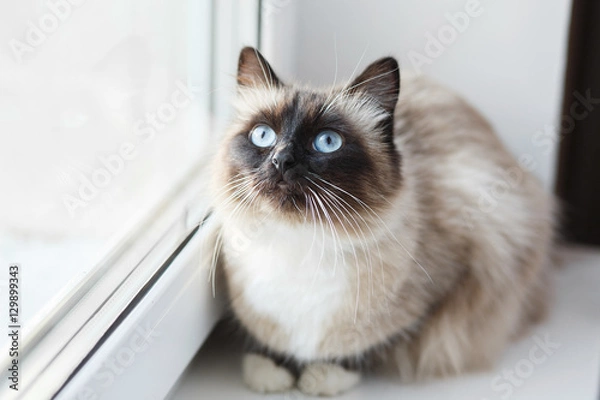 Fototapeta Point Sacred Birman cat 
