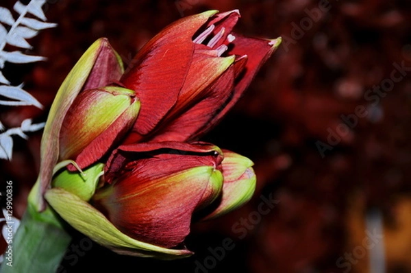 Fototapeta Close-up of a flower