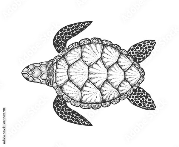 Fototapeta Sea turtle in line art style. Hand drawn vector illustration. Top view. Design for coloring book. Set of ocean elements