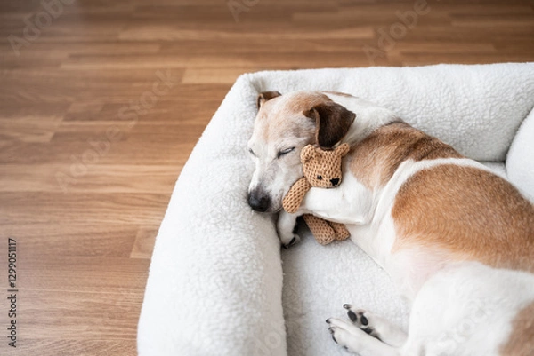 Fototapeta dog tired sleeping in pet bed face hugging best friend family toy bear. Elderly dog Jack Russell terrier resting at home. Horizontal composition. resting at home sweet dreams atmosphere, empty space