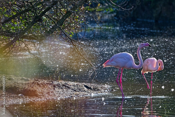Fototapeta Two flamingos in the morning light