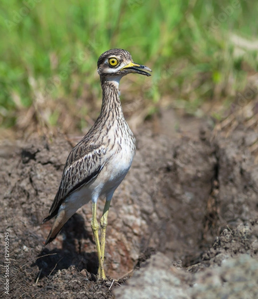 Obraz Thick-knees(Burhinus indicus), brown bird in field.