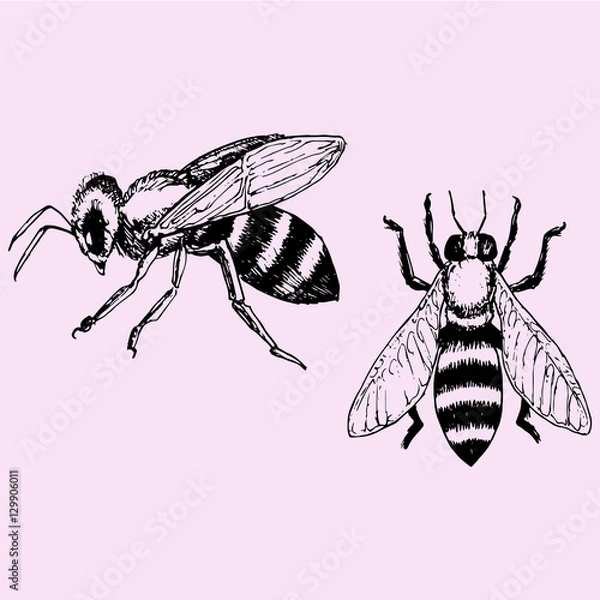 Obraz set bee, doodle style sketch illustration hand drawn vector