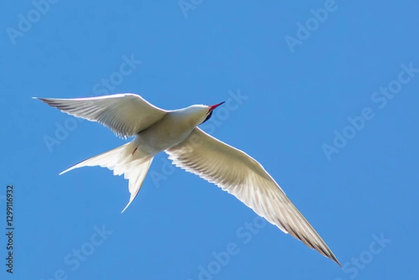 Obraz The common tern (Sterna hirundo)