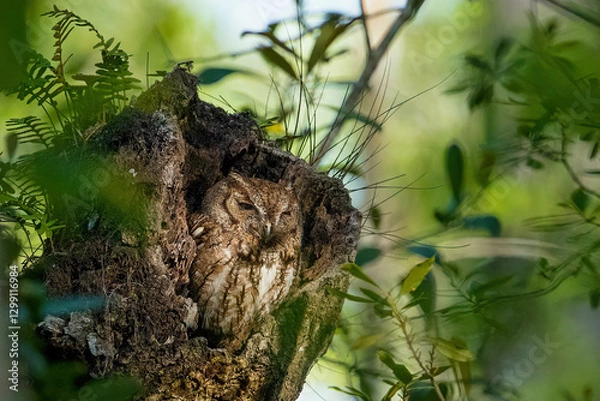 Obraz Eastern Screech-Owl (Megascops asio)