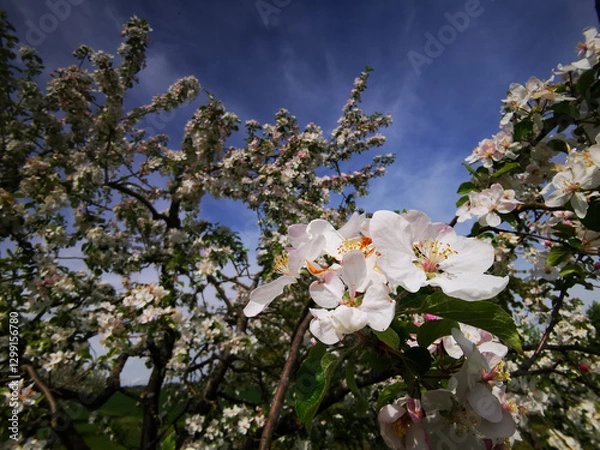 Obraz The old apple tree is in full bloom and shows a true sea of ​​flowers