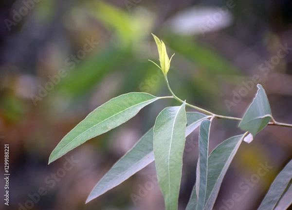 Fototapeta Eucalyptus robusta swamp mahogany leaves with lush green foliage in a garden.