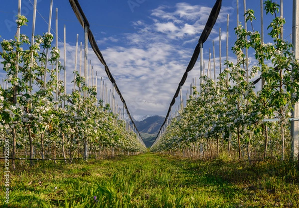 Obraz apple orchard