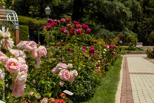 Fototapeta Rose Garden in Madrid. Botanical garden with different species of rare and common roses, inebriating scents. Rose arches, ponds and rose hedges accompany us on a floral journey. Love and beauty.