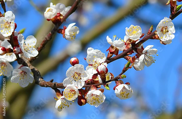Obraz Blooming apple tree