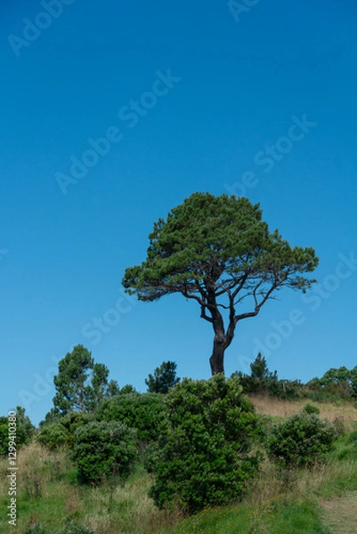 Obraz lonely tree in the field