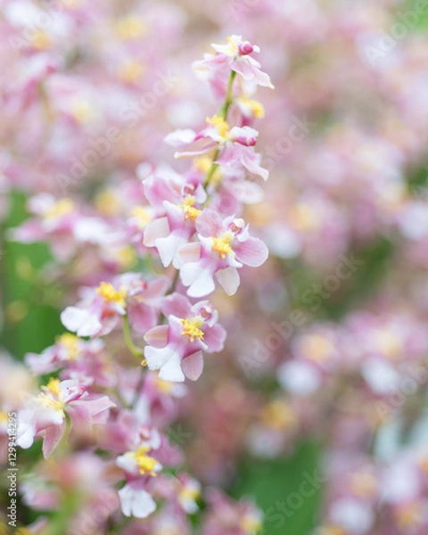 Fototapeta Close-up of deep pink Oncidium orchids in full bloom, ideal for botanical projects, floral design, and orchid-themed collections.