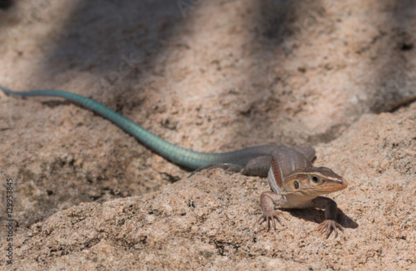 Fototapeta Lizard